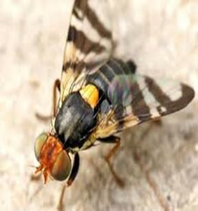 Qovun pashshasi (Myiopardalis pardalina Bigot) haqida ma`lumot