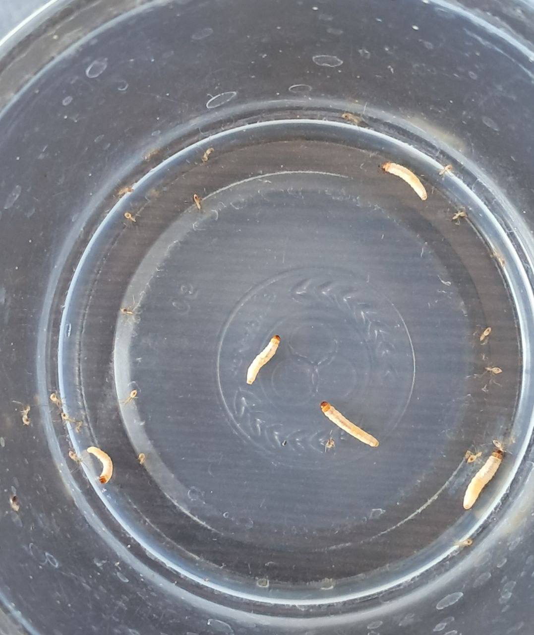 Laboratoriya yangiliklari